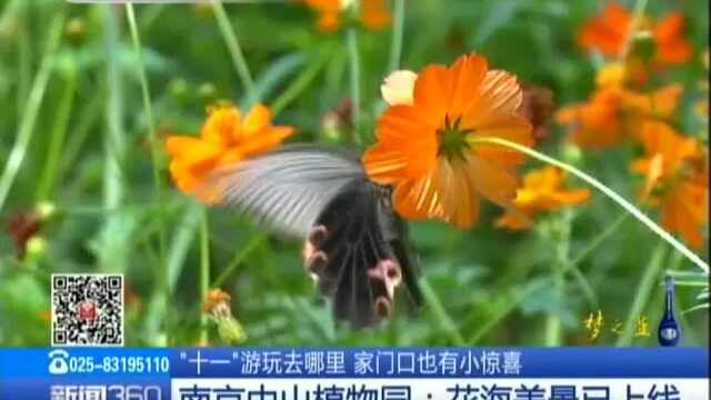 南京中山植物园——花海美景已上线