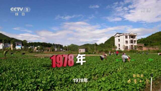 “包产到户”开启脱贫致富 40年农村年人均可支配收入翻百倍