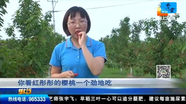 垄上优选 “早春第一果”樱桃驾到 色鲜味美惹人爱