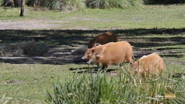 Baby Red River Piglets