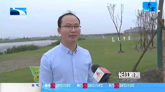 小长假出游 洪湖:金湾花海新增景点设施 迎八方游客