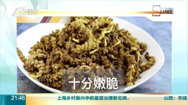 杨柳絮年年飘飞 网友直呼:杨树毛子