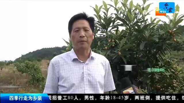 垄上优选 汁多味甜果肉白 白枇杷等您来采摘