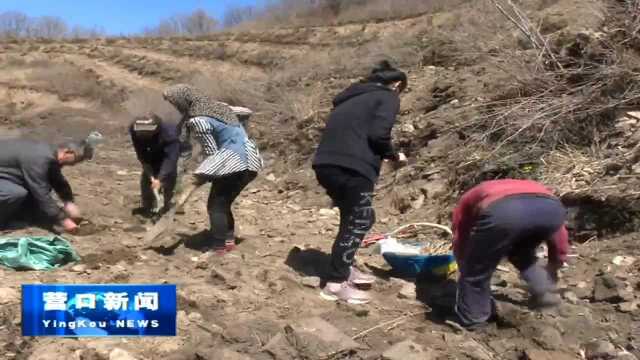 卧龙泉镇驻村第一书记向荒山要效益 助力乡村振兴