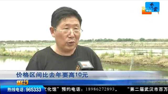 湖北:今秋螃蟹品质好 本地蟹农专攻“国庆档”