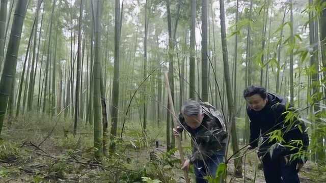 宜宾竹海寻找新鲜食材冬笋,冬季最清雅的美味