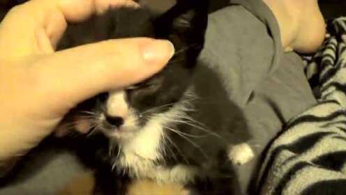 猫星人的互相抚摸的舔毛，亲昵
