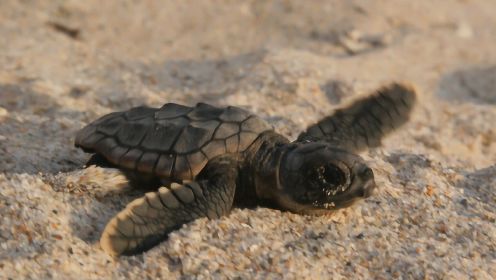 《海龟奇妙之旅》人类才是地球上最不厚道的生物
