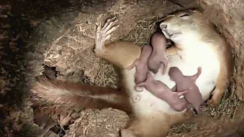 Thumbplayer Poster Plugin Image