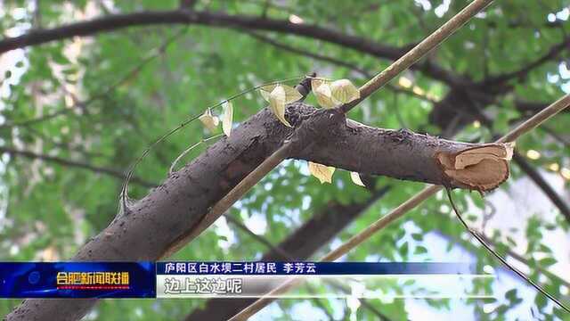 树枝电线“难分彼此” 居民希望“保持距离”