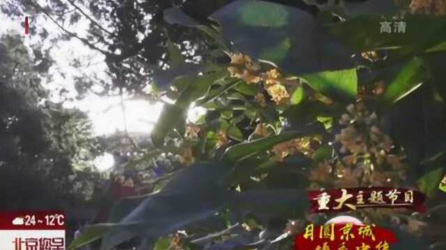 中秋节去哪里赏桂花?颐和园里百年古桂等着您!