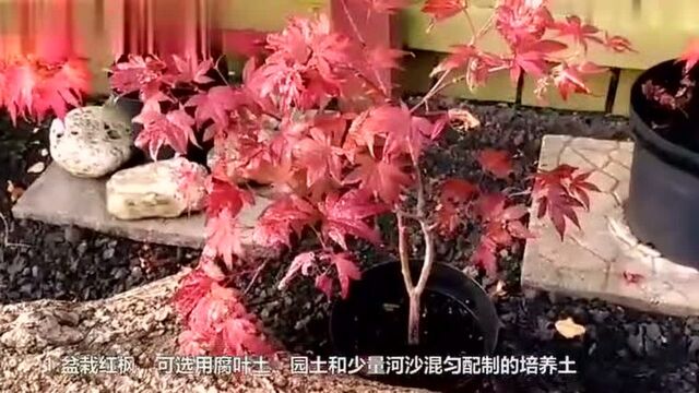 日本红枫盆栽种植8大诀窍,国内广受欢迎的盆景花木!