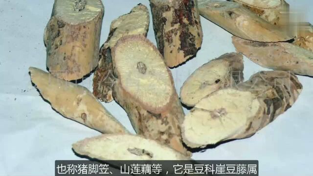 大家听过牛大力吗?你知道它有哪些功效吗?