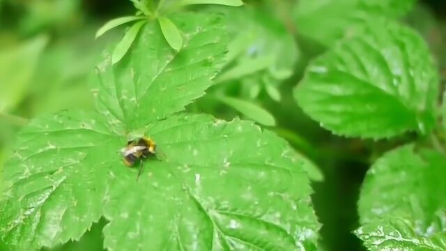 农村有一种植物名叫黄精,种植10亩可赚70万,你见到过吗?