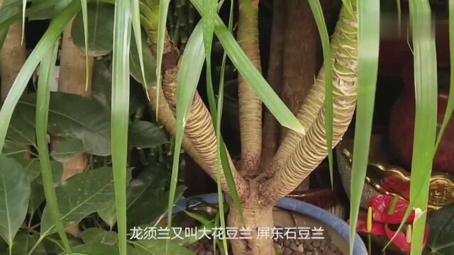 花生壳的“妙用”,让“龙须兰”根系发达,枝繁叶茂