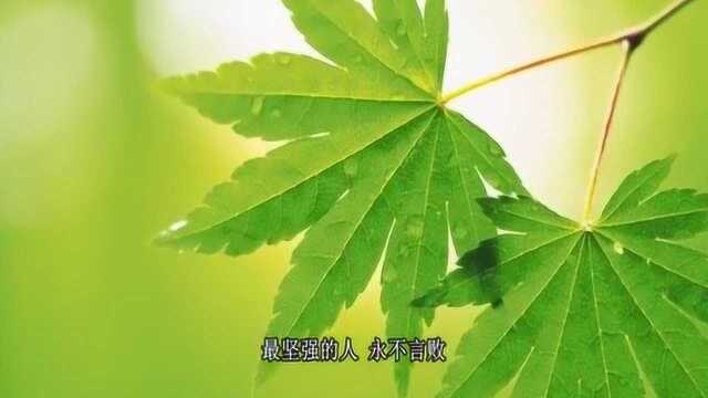 一首励志歌曲《坚强》人生风雨,永不言败