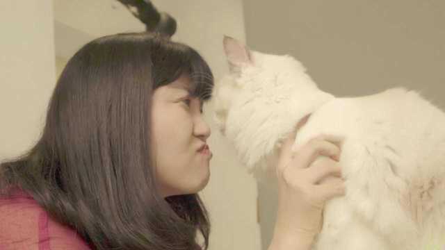 沪漂女孩带猫照相:4只猫\