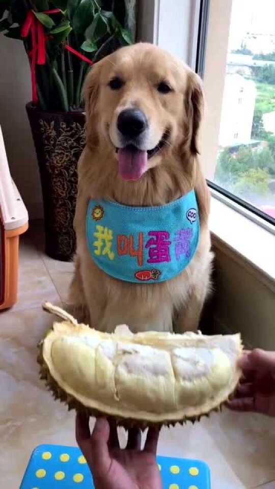 主人从超市买了榴莲，想测试一下狗狗吃不吃，狗狗会吃吗