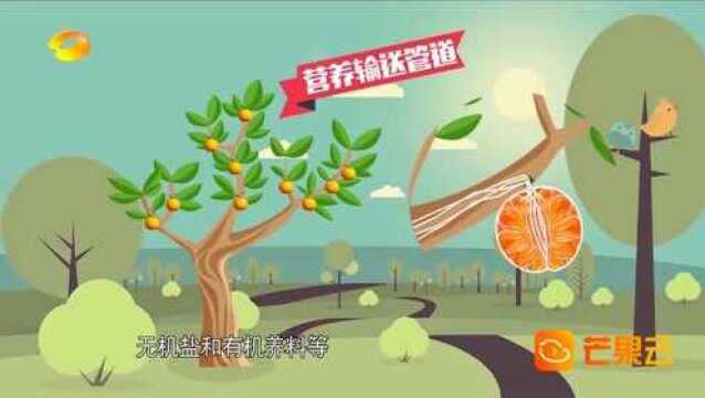 如何从橘子外观看出橘瓣数