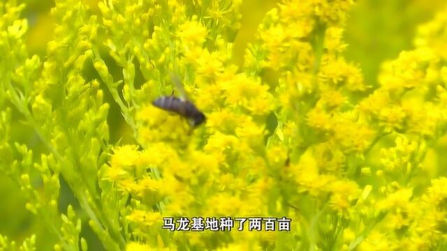 一支黄花 二