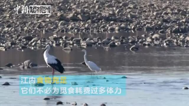 吉林延吉海兰江现珍稀候鸟南迁越冬