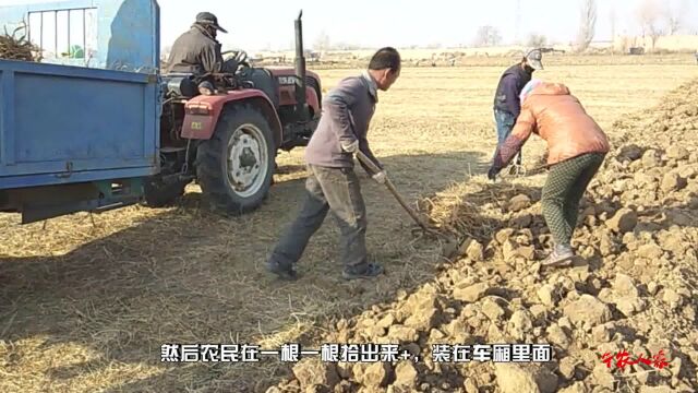 农民种植20亩地药材,黄芪市场价20元一斤,收入超10万