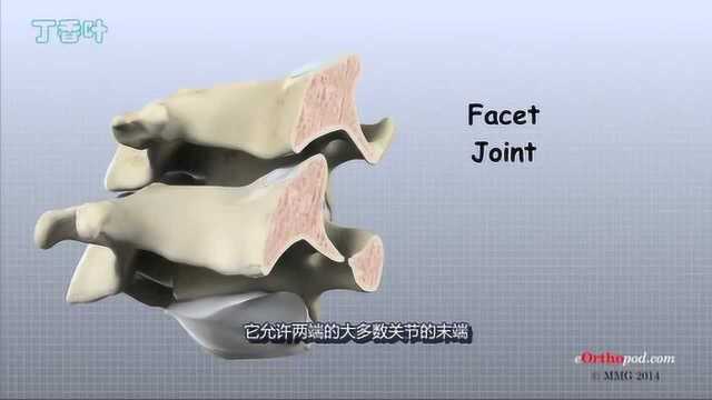 医学视频:颈椎解剖学