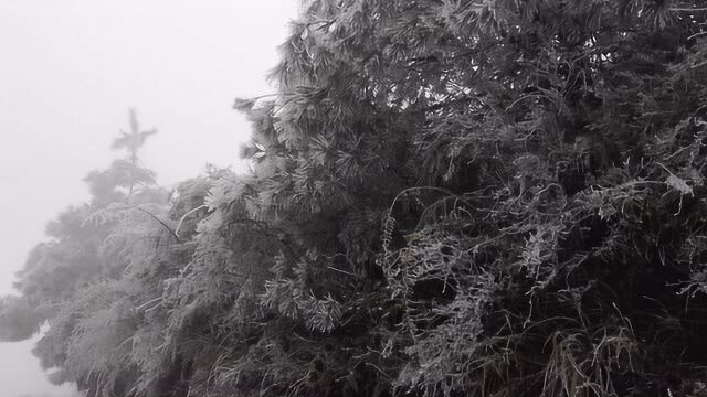 现在的贵州大山冰天雪地,白茫茫的一片,真是太美了!