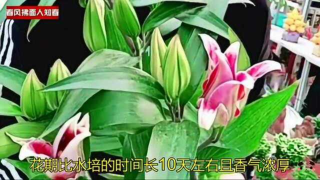 盆栽香水百合见过?花期比水培时间长10天且香气浓厚,见干见湿浇水