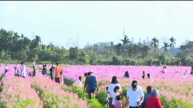 琼海:田园风光受关注 花海开放醉游人