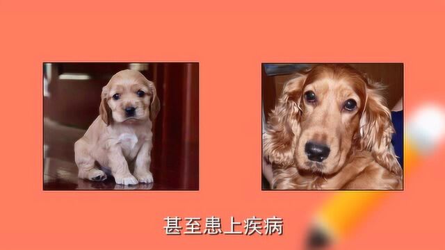 可卡犬的饲养方式