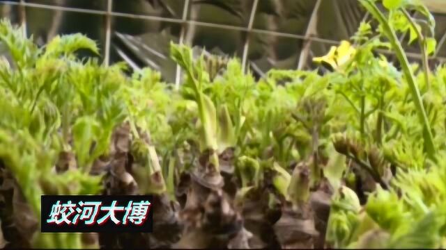 在蛟河退耕还林地里,已经种植山野菜刺嫩芽五年了,规模算大的了