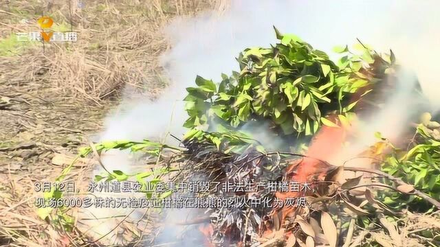 永州道县农业委集中销毁非法生产柑橘苗木,6000多株被现场烧毁