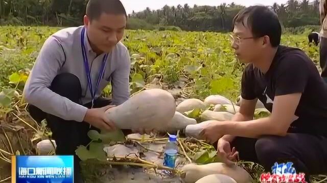 菜篮子集团帮助贫困户解决南瓜销路