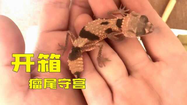 开箱  150元捡漏的瘤尾守宫