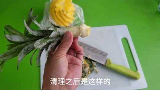 菠萝头不要扔有妙用,可以再长菠萝又可美化环境!好吃又好用