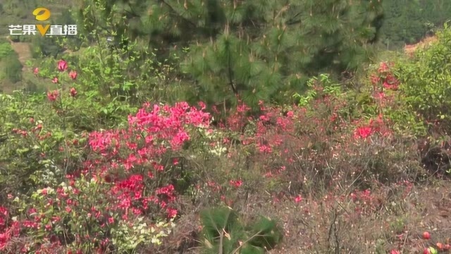 衡阳县漫山遍野的山花竞相开放,吸引许多游客纷至沓来