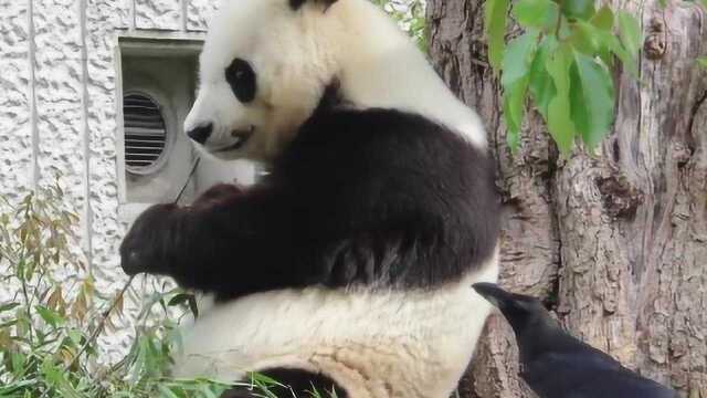 胆大包天的坏鸟又来薅毛,熊猫旦旦好佛系,一动不动懒得计较