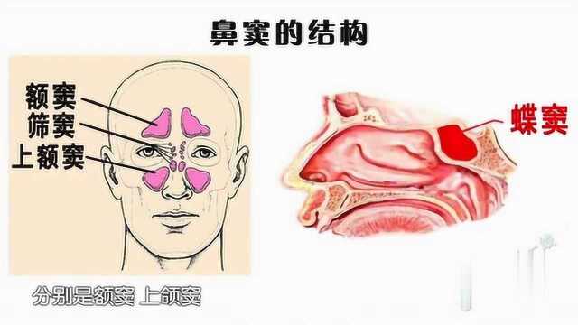 鼻腔的结构,你知道吗?