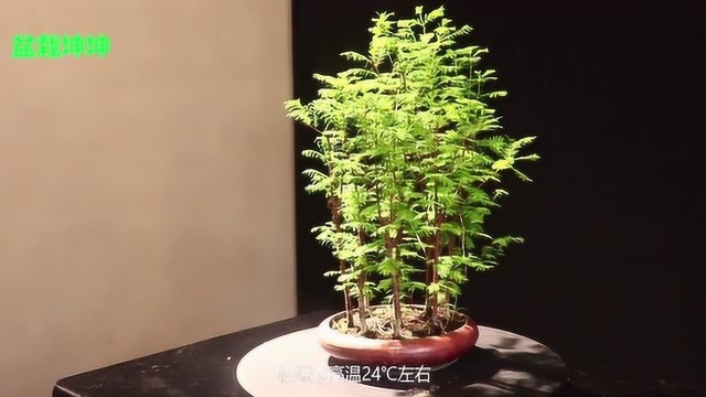 盆栽坤坤:水杉的种植及养护方法!