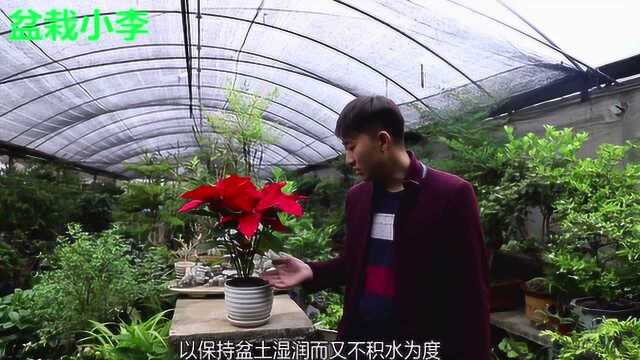 盆栽小李:一品红的种植及养护方法!