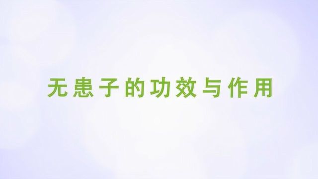 无患子的详细功效与作用