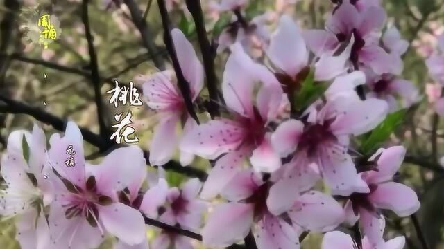 桃花浅深处 似匀深浅妆 元稹