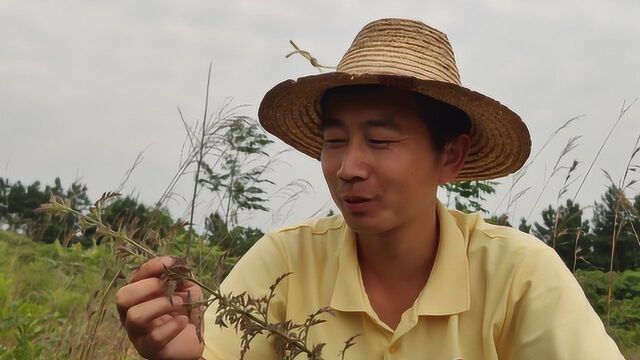 家里有体寒湿气重的人,用这种草煮水洗澡,可祛寒除湿!