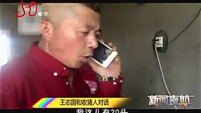 养猪销路怎么找?