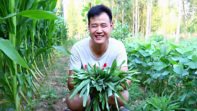 下了场雨野外的曲曲菜冒了出来,满地都是,雨后的曲曲菜格外鲜嫩