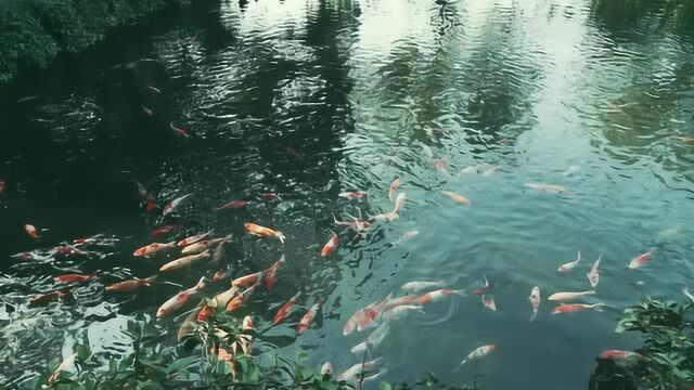 杭州花港观鱼,前方高能!大片转运锦鲤出没