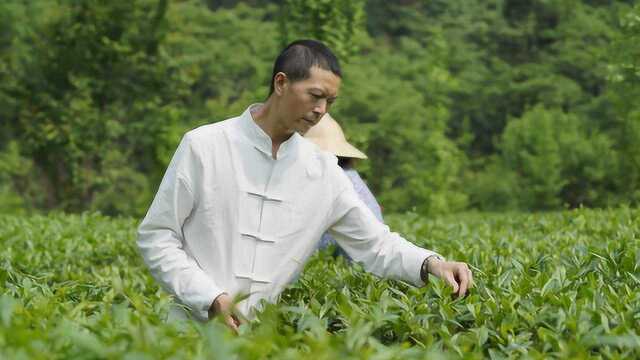 川蜀追梦人 制茶大师王国才的三十年匠人路