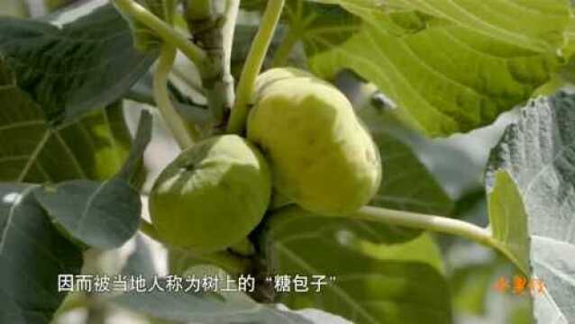 新疆无花果被称为树上的糖包子