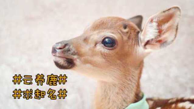 小鹿日记:一起来给小鹿起名字吧,跟养鹿人老司一起养梅花鹿